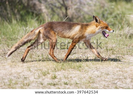 A Dutch red fox / lupus sitting in the grass