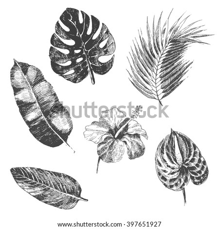 vector hand drawn tropical plants and exotic flowers - palm leaves