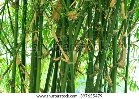 bamboo green - background texture and abstract