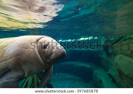 The West Indian manatee (Trichechus manatus, also known as sea cow)