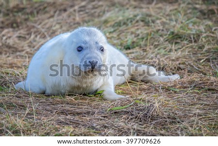 Grey Seals Pictured At Donna Nook In The UK
