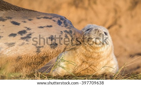 Grey Seals Pictured At Donna Nook In The UK