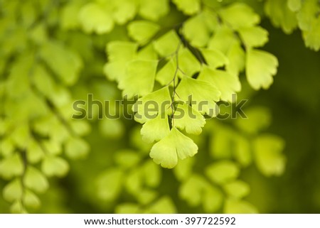 natural background of delicate leaves Southern maidenhair fern