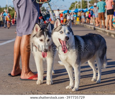 Two grey siberian husky dogs on street in evening