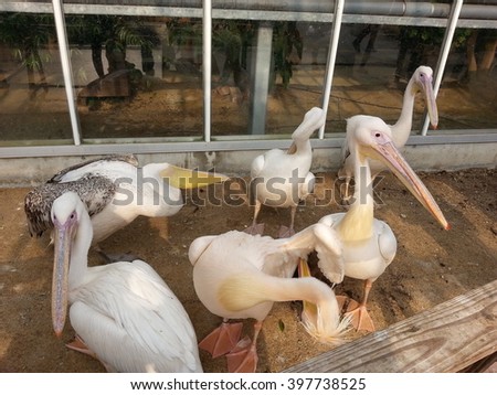 White Pelican Wild