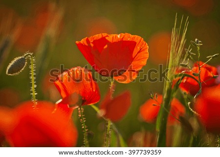 Red poppy on a green background at sunset. Close up