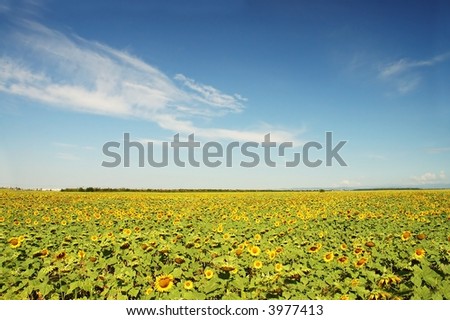 sunflower field under clear blue summer sky