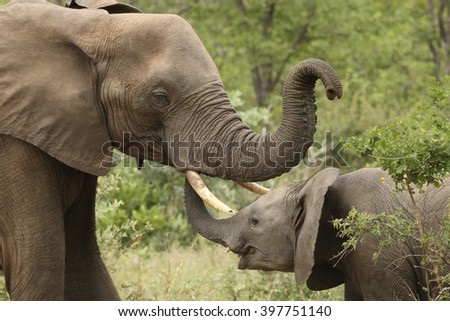 The African bush elephant (Loxodonta africana) typical greeting elephant,  when younger elephant's trunk tip is inserted into the mouth of an older elephant