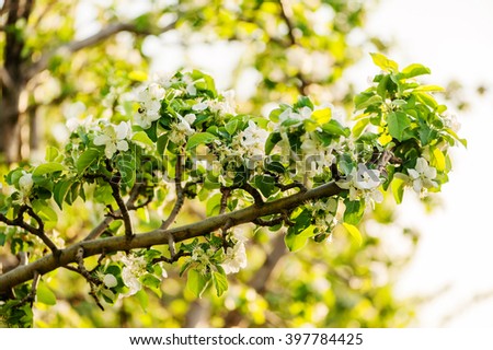 White flowers of apple trees in spring