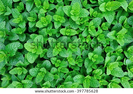 Mint plant grow at vegetable garden Royalty-Free Stock Photo #397785628