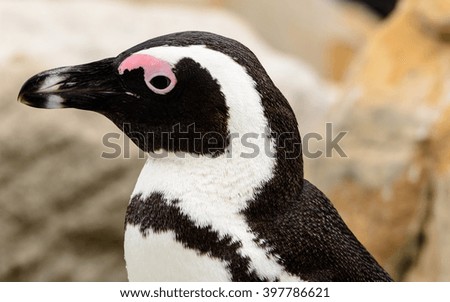 Head shot of an African Penguin