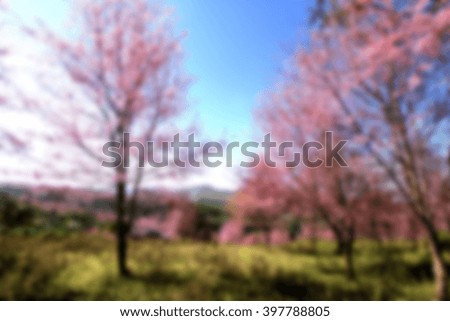 Blur short of Cherry blossom in springtime, beautiful pink flowers in northern , Thailand.