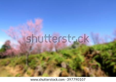 Blur short of Cherry blossom in springtime, beautiful pink flowers in northern , Thailand.