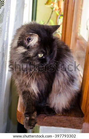 Black cat  with big eyes on the window