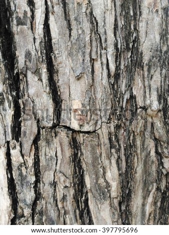 Wood Tree Texture Background Pattern
