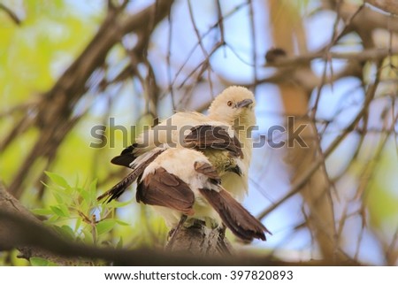 Pied Babbler - African Wild Bird Background - Profiles from Nature