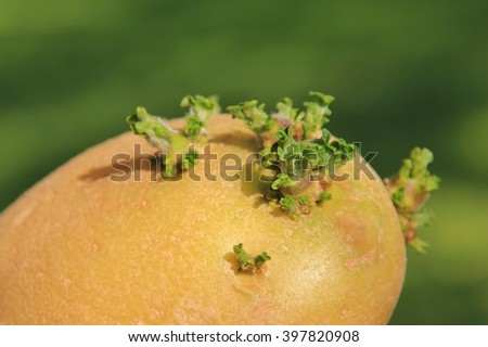 Potato Background - Colors in Nature - Growing Life 