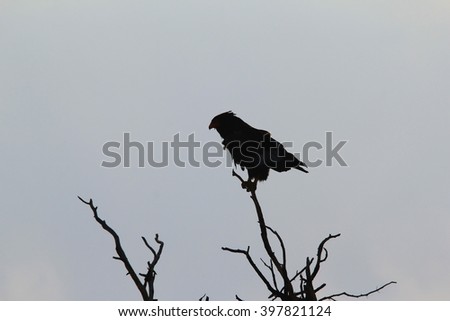 Bateleur Eagle - African Wild Bird Background - Raptor Profile of Power and Peace
