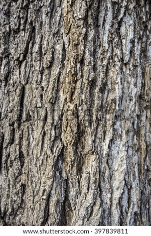 The bark on old wood, carved with age.