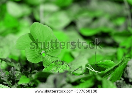 Viola plant in bloom in various colors,dreamy looks. natural abstract soft floral background.
