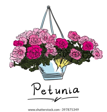 Beautiful flowers in a flowerpot with butterfly.
Petunia.