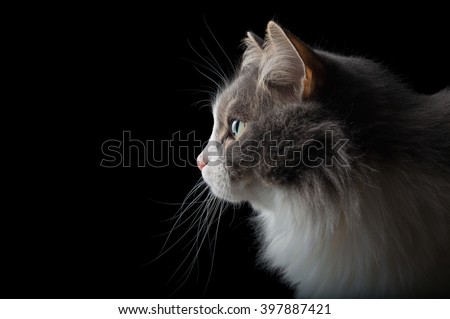 Close-up portrait of white and grey cat on black background looking left