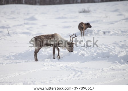 Reindeers in natural environment in the winter.Troms region. Northern Norway