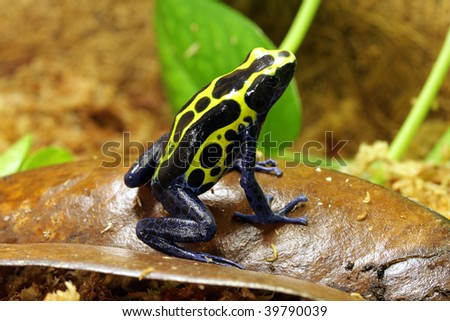Yellow Sipaliwini Poison Dart Frog