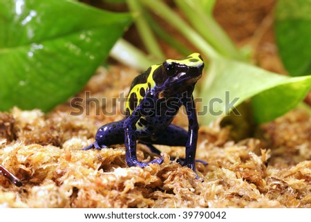 Yellow Sipaliwini Poison Dart Frog
