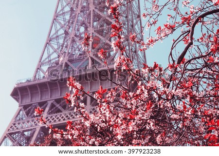 Spring in Paris. Blossoming cherry tree and Eiffel tower at background.  Selective focus on the tree. Toned image.