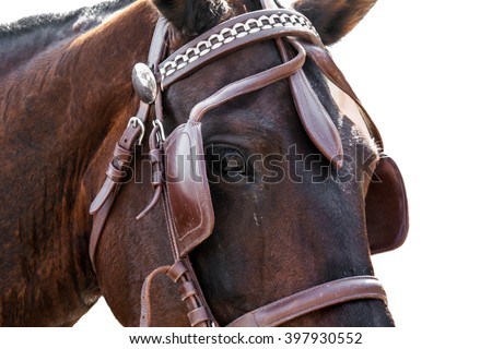 Face horse in bridle close. The sight of a horse. Horse isolated on a white background.Thoroughbred horse chestnut suit.