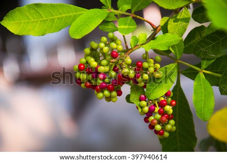 Coffee beans arabica ripe on a tree Royalty-Free Stock Photo #397940614