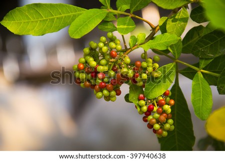 Coffee beans arabica ripe on a tree Royalty-Free Stock Photo #397940638