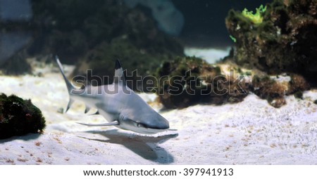 Whitetip reef shark (Triaenodon obesus) in the coral reef