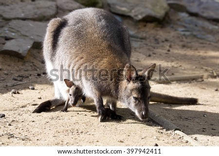 female with young in a pouch, Bennett's wallaby, Macropus rufogriseus