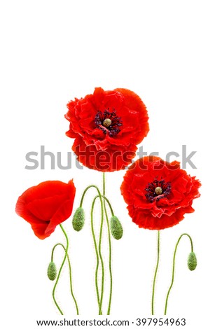 Red poppies (common names: common poppy, corn poppy, corn rose, field poppy, Flanders poppy, red poppy, red weed, coquelicot) on white background with space for text.