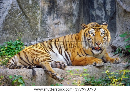 Behavior of the tiger.