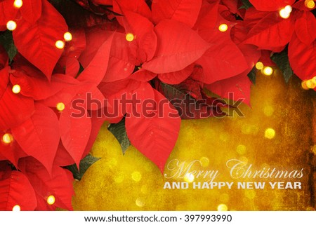 beautiful christmas background with red poinsettia