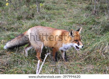red vulpes in search of food 