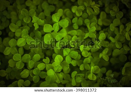 Nice picture of the bright green leaves