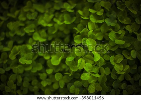 Amazing picture of the bright green plant