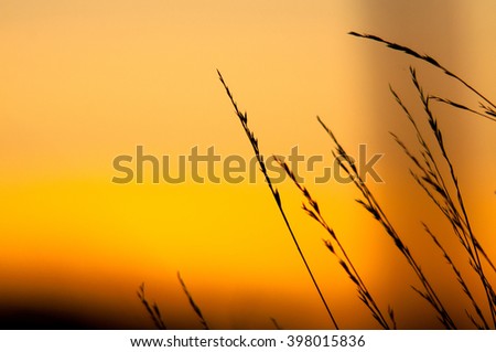An image of grass silhouette at sunset
