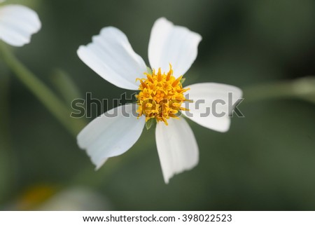 Close up White Grass flower as background