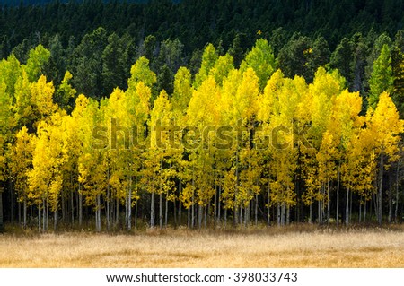 Brilliant yellow aspen trees behind tan grass and in front of green pines Royalty-Free Stock Photo #398033743