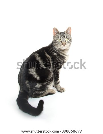 Cute tabby cat sitting isolated on white background
