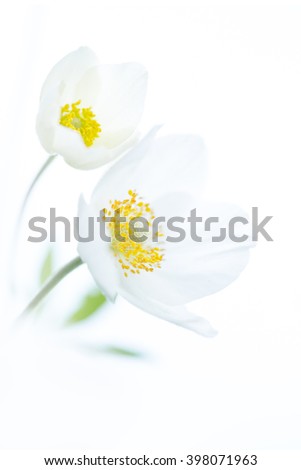 Spring white flowers on isolated background. Selective shallow focus