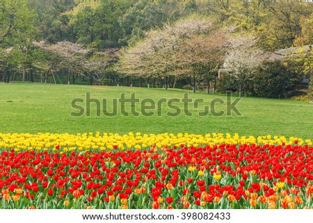 Fresh tulips blooming in the spring garden