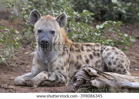 African wildlife - Botswana - Mashatu game preserve - spotted hyena
