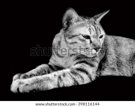 close up face of tiger white cat in top body on dark background isolate 