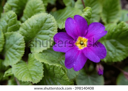 spring flower in garden 